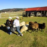 Aufblasbare Spiele und Mini-Farm