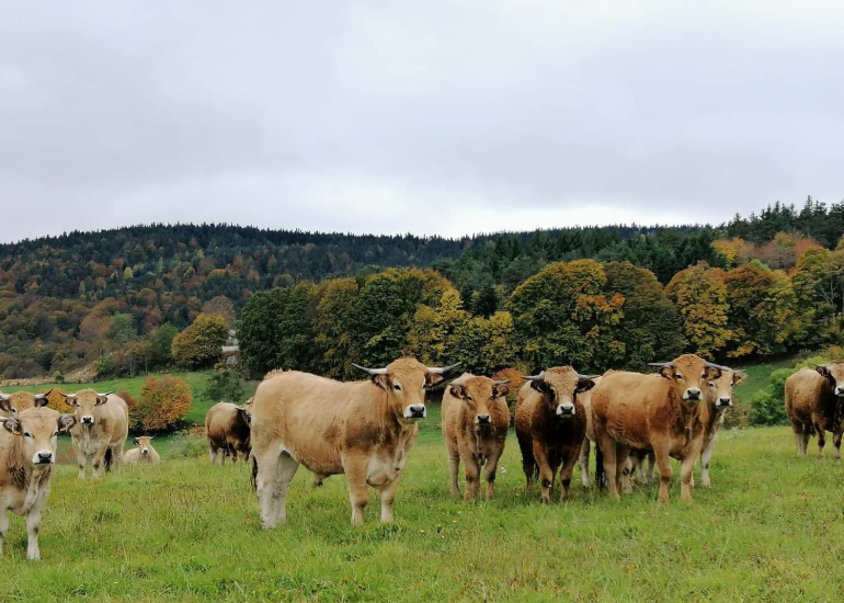 Bauernhof - Ferme des Hautes Terres