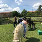 © Ferme équestre Les Fougères - Patricia Valentin