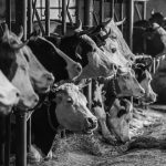 © La Ferme Plagne - Fromagerie Fermière - Vincent Chambon