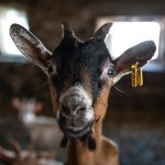 © La Ferme Plagne - Fromagerie Fermière - Vincent Chambon