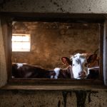 © La Ferme Plagne - Fromagerie Fermière - Vincent Chambon