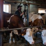 © La Ferme Plagne - Fromagerie Fermière - Vincent Chambon