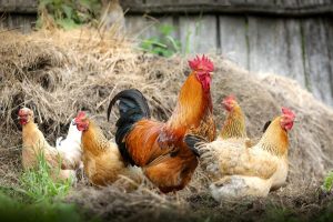 Découvrir la ferme