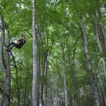 © Hêtre en Forez - grimpe d'arbres - Justin Augay