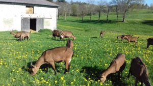 La ferme des cabrillons