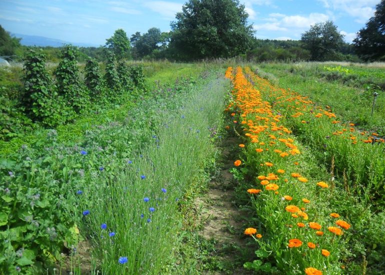 © La place aux herbes - Place aux herbes