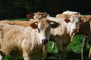 La Ferme du Petit Frêne