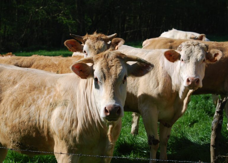 La Ferme du Petit Frêne