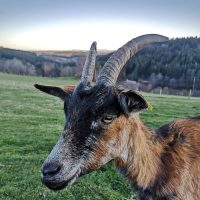 Les Sources du Peyrot - Fromages et produits fermiers