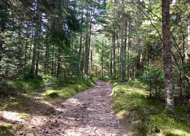 © Col de la Loge Trail-running domain - Loire Forez