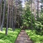 © Bois de la Brugne - Loire Forez©