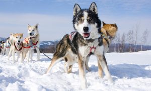 Mushing dog