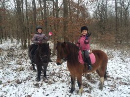 Poney - Promenade en main