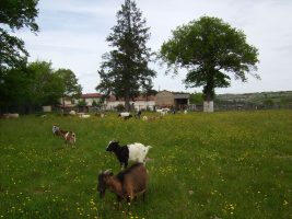 Ferme - Au Bonheur des animaux