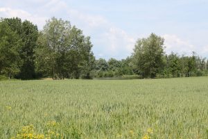Veauchette-Craintilleux - A la découverte des bords de Loire