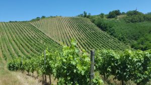 Winegrower Gilles Bonnefoy - Domaine de la Madone