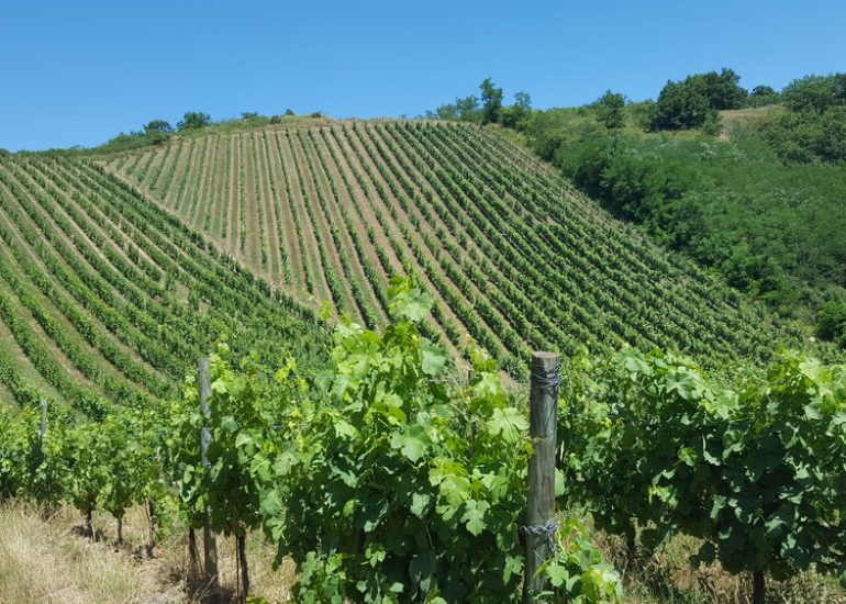 © Winegrower Gilles Bonnefoy - Domaine de la Madone - Gilles Bonnefoy