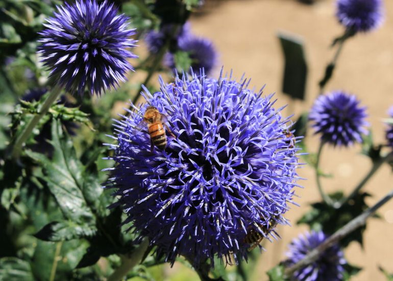 © Jardin de l'écomusée - AM - office de tourisme Loire Forez