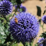 © Jardin de l'écomusée - AM - office de tourisme Loire Forez