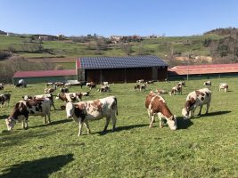 La ferme du Haut Forez - visite de ferme