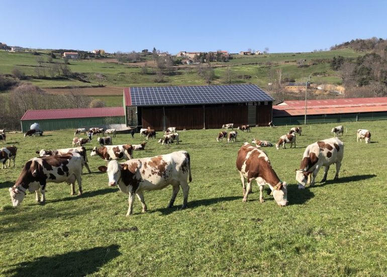 © nos vaches montbéliardes - La ferme du Haut Forez