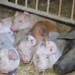 La ferme des Fougères - visite de ferme