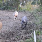 La ferme des Fougères - Bauernhofbesichtigung