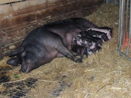 La ferme des Fougères - Bauernhofbesichtigung