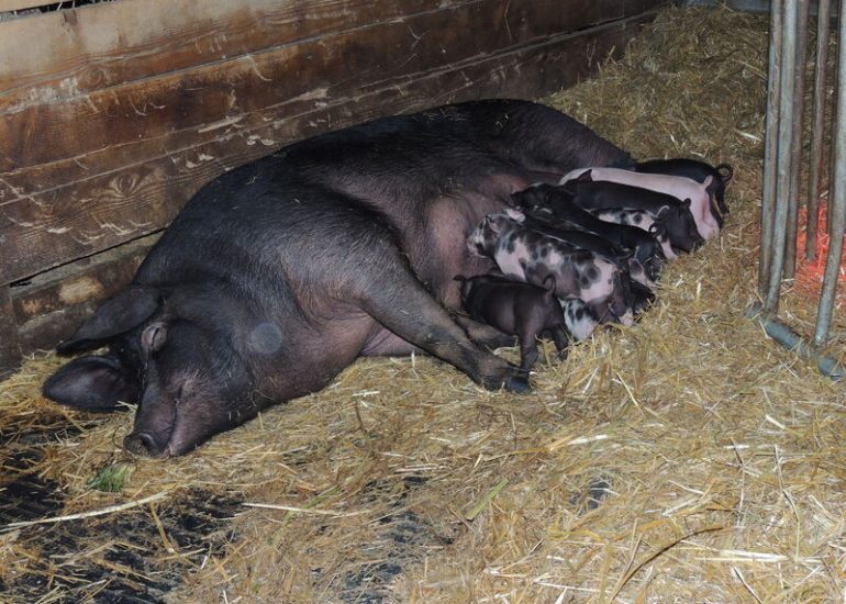 La ferme des Fougères - Bauernhofbesichtigung