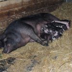 La ferme des Fougères - Bauernhofbesichtigung