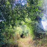 © Sentier paysagé - OT FOREZ-EST - CP