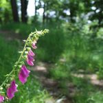 © Sentier Le Puy Bayard - OT FOREZ-EST - CP