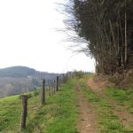 © Le bois de la dame - OT FOREZ-EST - CP