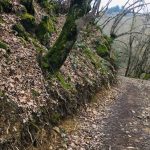 © Le bois de la dame - OT FOREZ-EST - CP