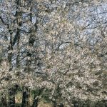 © Le bois de la dame - OT FOREZ-EST - CP