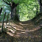© Sentier Les Fayettes - OT FOREZ-EST - CP