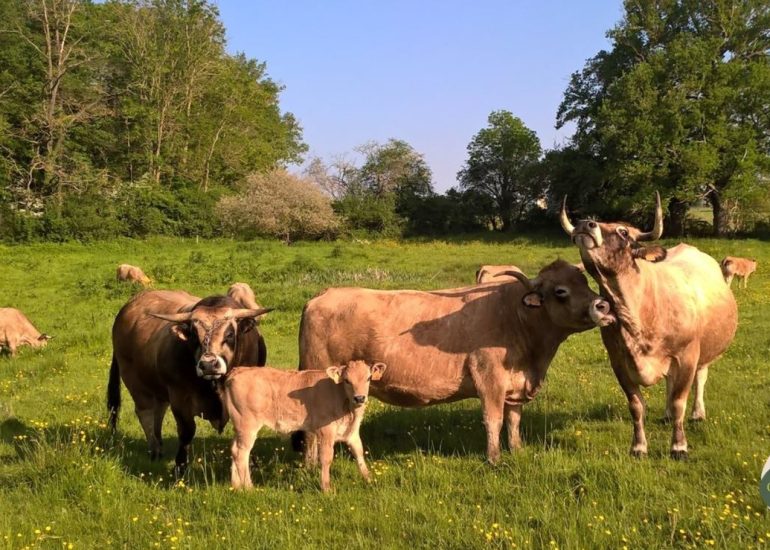 © GAEC Côte Pardin - Elevage d'Aubrac - Pardin