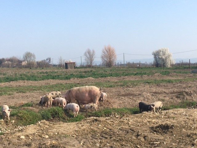 © GAEC La ferme de Presles- Bertrand et Aurélie Clavelloux - OT Loire Forez