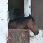 © Centre Equestre Régional du Forez - CERF - France