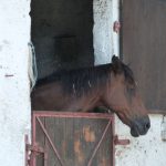 © Centre Equestre Régional du Forez - CERF - Marcoux - France