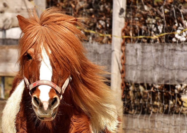 © Balade en main - Poney Shetland - Office de tourisme Loire Forez