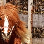 © Balade poneys shetland - Office de tourisme Loire Forez