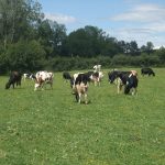© La Ferme du Tilleul - Ferme du Tilleul