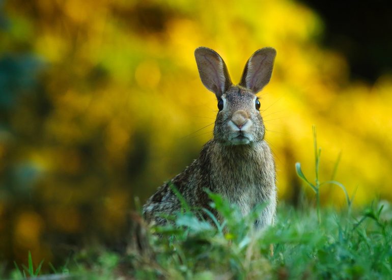 © Les Lapins du Forez - Pixabay