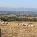 © Sentier Les deux chapelles - OT FOREZ-EST - CP