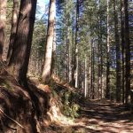 © Sentier les chèvres blanches - OT FOREZ-EST CP