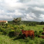 © Vaches au Col de Baracuchet - Anne Massip