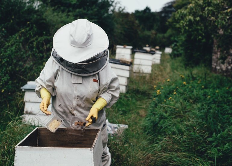 © J'installe une ruche dans mon jardin - Libre de droit