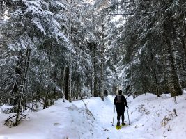 Circuit du chevreuil/ Rehweg : im Winter  mit Schneeschuhen